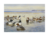 Buy Goldeneye and Longtail at AllPosters.com