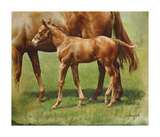 Foal and Mother