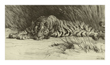 Tiger Resting