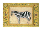 Zebra