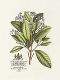 Buy The Earl Of Halifax Botanical at AllPosters.com