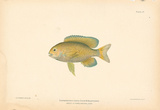 Buy Eupomacentrus Fuscus at AllPosters.com