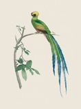 Buy Le Couroucou Resplendissant at AllPosters.com