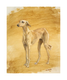 Whippet Study