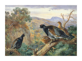 Capercaillie