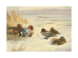 Buy Wigeon and Teal at AllPosters.com