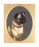 Head Of A Pug