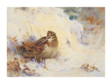 Woodcock in the Snow