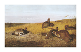 Pheasants