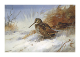 Winter Woodcocks
