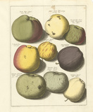 Buy Orchard Apples I at AllPosters.com