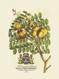 Buy The Prince Saxegotha Botanical at AllPosters.com