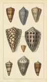 Buy Shells IV at AllPosters.com