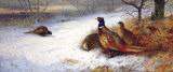 Pheasants and Hens in Snow