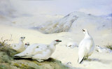 Black Grouse in Winter