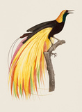 Le Grand Oiseau De Paradis Emeraude