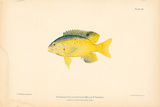 Buy Eupomacentrus Leucostictus at AllPosters.com