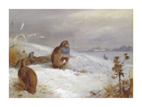 Partridges and Hare