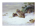 Partridges and Goldfinches in Winter