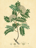 Buy East Indian Plants VI at AllPosters.com