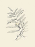 Buy Zinzeber Ginger at AllPosters.com