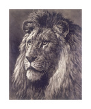 Buy Lion at AllPosters.com