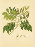 Buy East Indian Plants II at AllPosters.com
