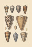 Buy Shells V at AllPosters.com