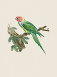 Buy Le Petit Ara at AllPosters.com