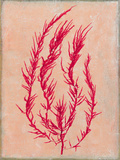 Buy Coral Island III at AllPosters.com