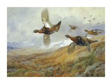 Grouse in Flight