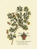 Buy The Archbishop Of York Botanical at AllPosters.com