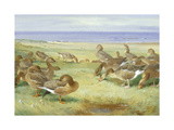 Buy Greylag Geese at AllPosters.com
