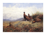 A Group of Red Grouse