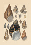 Buy Shells VI at AllPosters.com