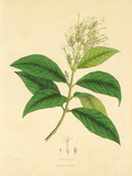 Buy East Indian Plants IV at AllPosters.com