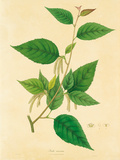 Buy East Indian Plants III at AllPosters.com