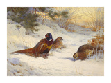 Pheasant and Two Hens
