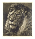 Buy Lion at AllPosters.com
