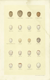 Buy Oology III at AllPosters.com