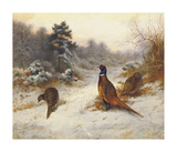 Cock and Hen Pheasants in Winter