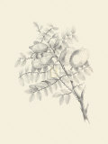 Buy Chicken Stone Tree at AllPosters.com