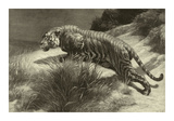 Buy Startled at AllPosters.com