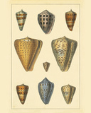 Buy Shell III at AllPosters.com