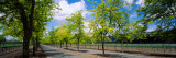 Trees on Both Sides of a Road, Napa Valley, California, USA