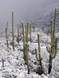 Snow Covers Desert Vegetation at the Entrance to the Santa Catalina Mountains in Tucson, Arizona