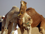 Camels Fight During the 36th Sahara Festival of Douz, Southern Tunisia