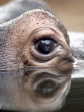 Eye of Hippo at Season Opening of Zoom Erlebniswelt Adventure Park in Gelsenkirchen, Germany