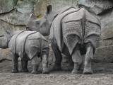 Rhinoceros and Her Youngster Hang Out in their Outdoor Enclosure at the Tierpark in Berlin