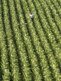 Farm Worker is Makes His Way across a Burley Tobacco Field Pulling Suckers from the Plants